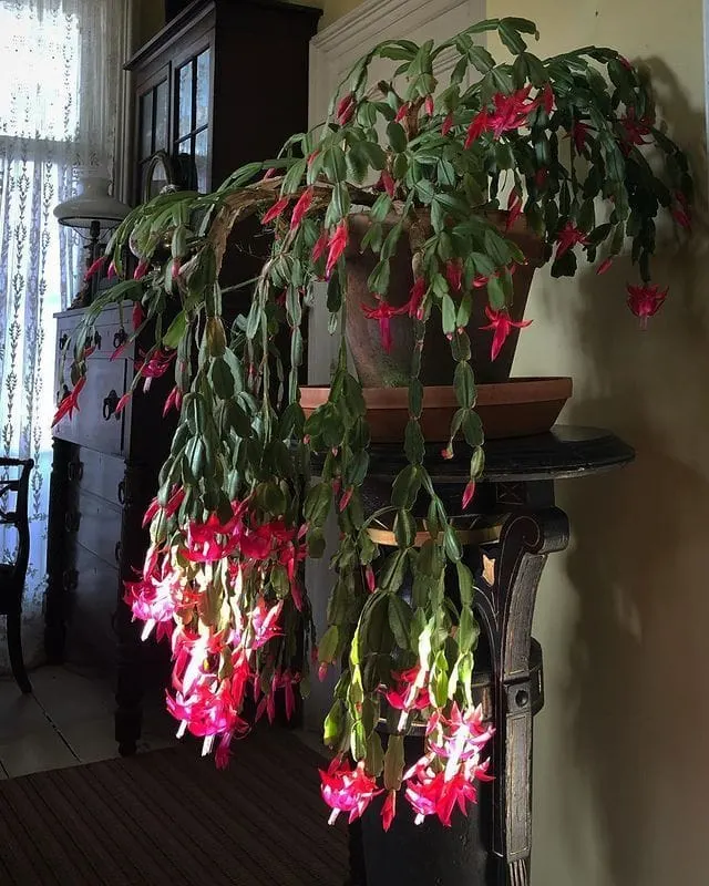 3 Charming Christmas Cactus Decoration This Year - Matchness.com