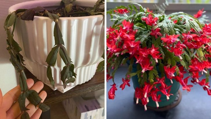 5 Common Christmas Cactus Problems and How to Solve Them