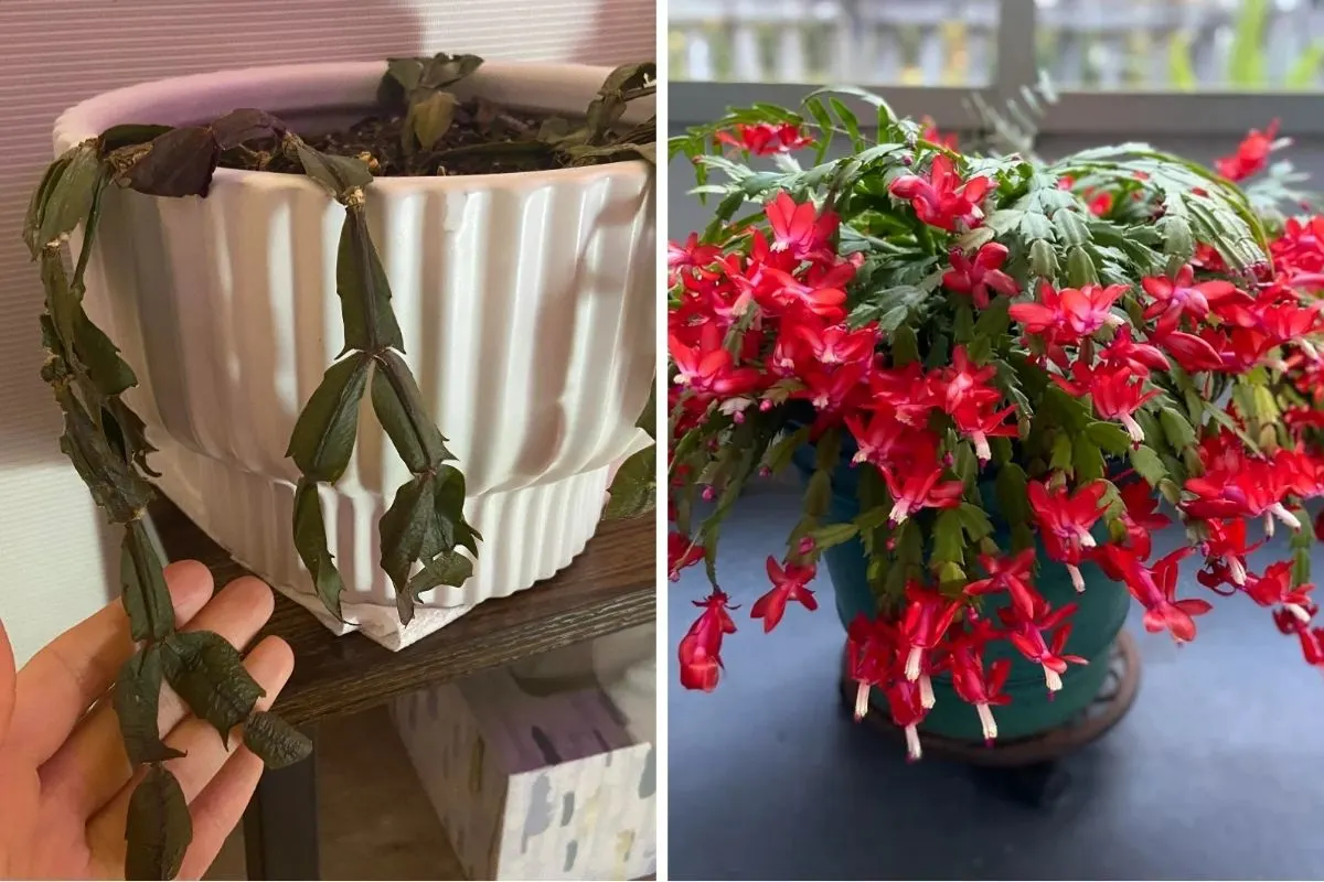 5 Common Christmas Cactus Problems and How to Solve Them