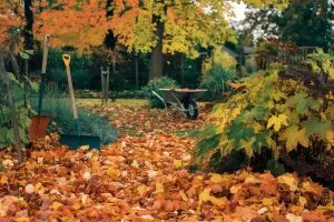 5 Essential Fall Garden Tasks to Prepare for Winter