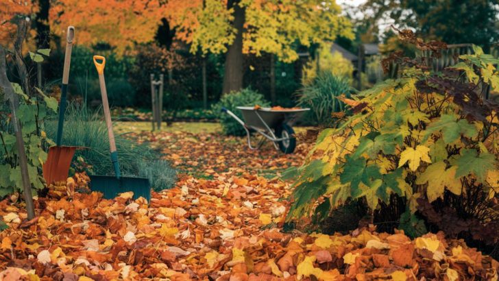 5 Essential Fall Garden Tasks to Prepare for Winter