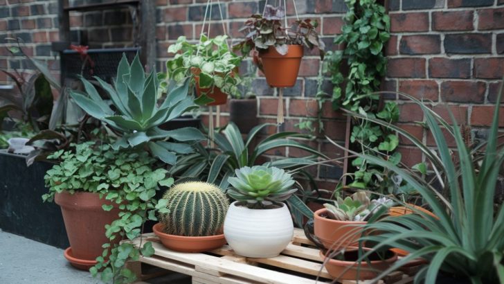 5 Ideal Plants to Transform Your Small Space