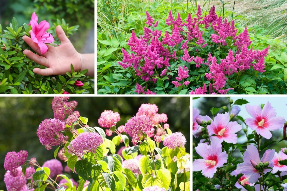 5 Pink Flowering Shrubs That Will Transform Your Garden