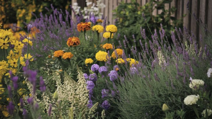 5 Pollinator-Friendly Flowers That Pair Beautifully with Lavender