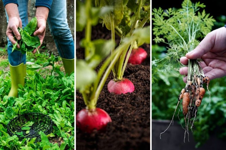 5 Quick-Growing Vegetables You Can Harvest in a Month