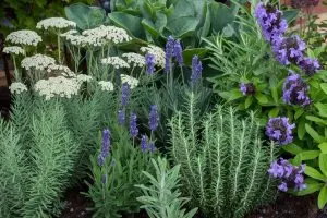 6 Beautiful Perennials That Will Help Protect Your Vegetable Garden