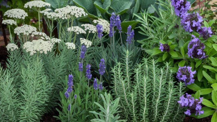 6 Beautiful Perennials That Will Help Protect Your Vegetable Garden