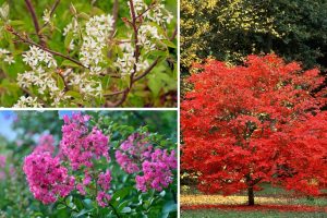 6 Dwarf Flowering Trees That Are Ideal for Small Gardens