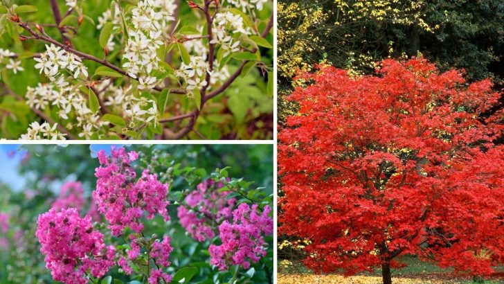 6 Dwarf Flowering Trees That Are Ideal for Small Gardens