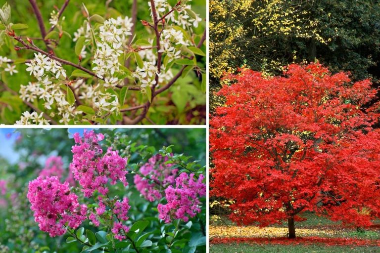 6 Dwarf Flowering Trees That Are Ideal for Small Gardens