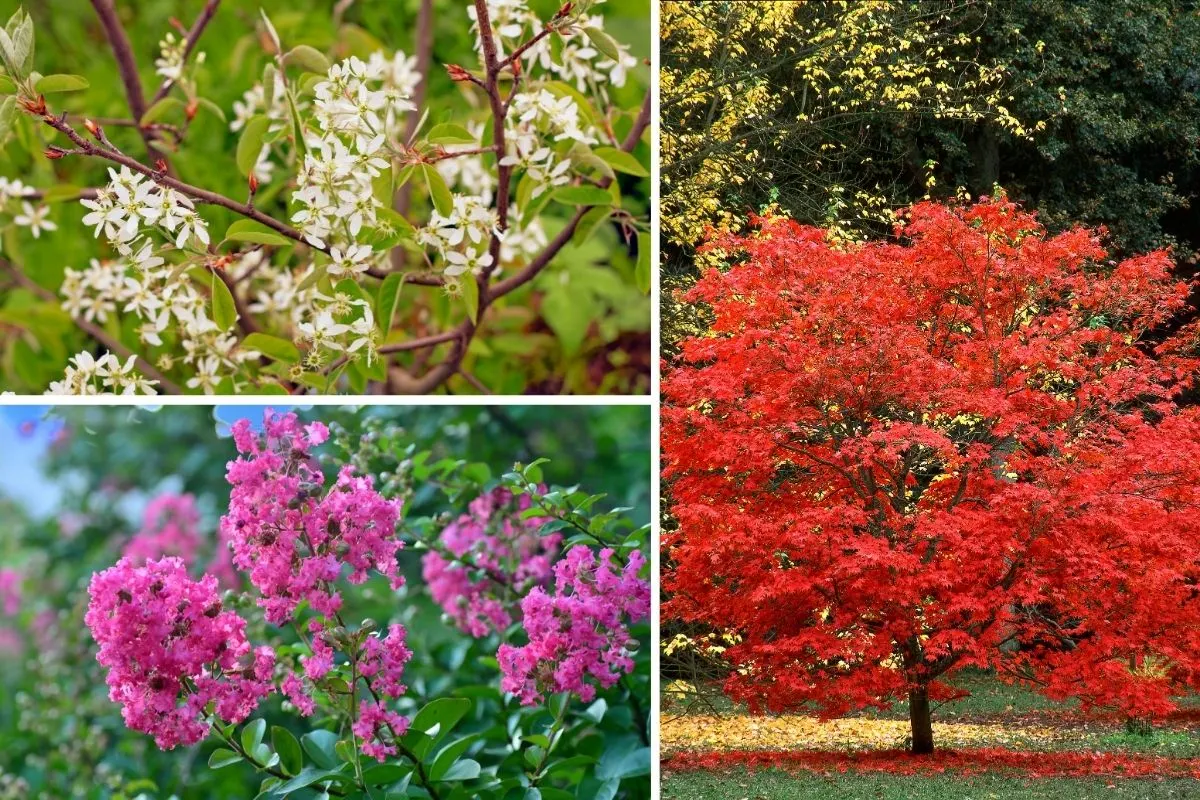 6 Dwarf Flowering Trees That Are Ideal for Small Gardens