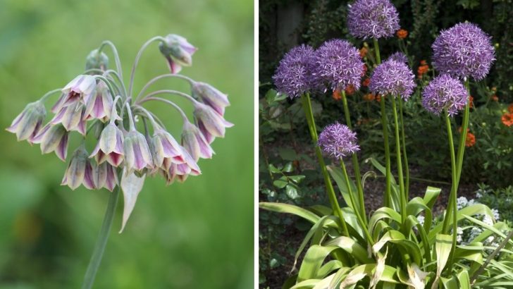 6 Flowering Bulbs You Should Never Plant in Pots