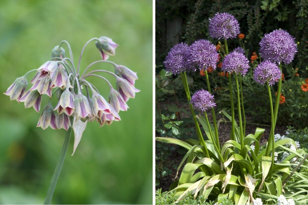 6 Flowering Bulbs You Should Never Plant in Pots