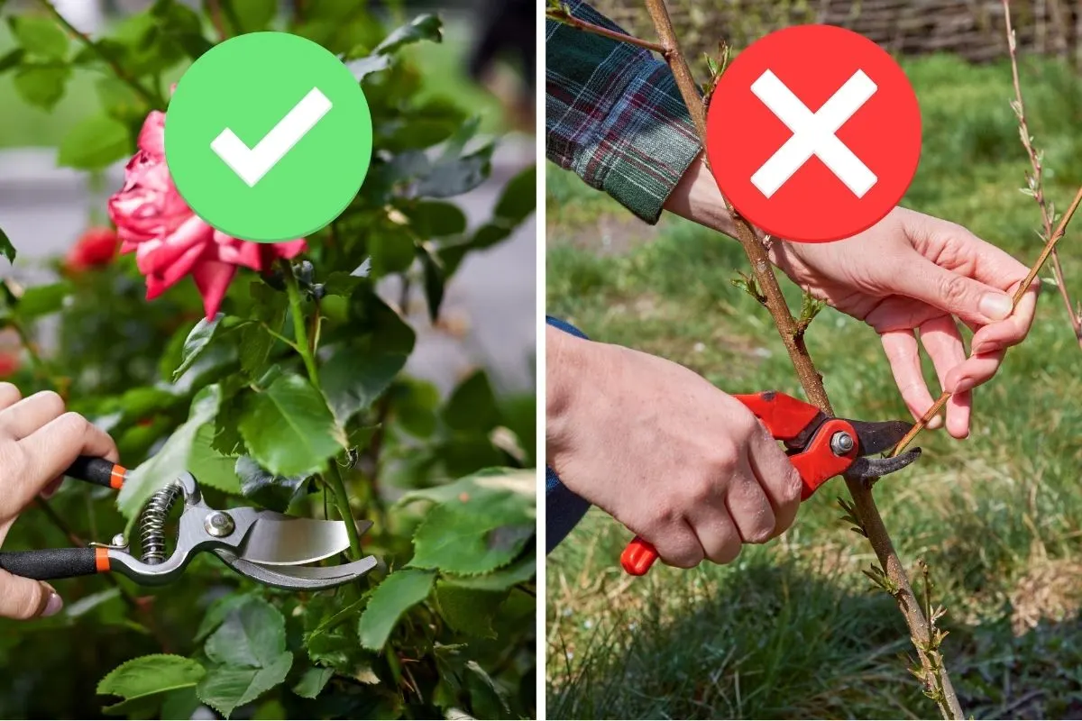 6 Perennial Pruning Mistakes You’ll Regret