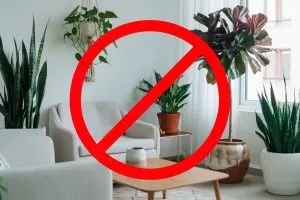 6 Places Indoors Where You Should Never Keep Plants Two Are Quite Unexpected