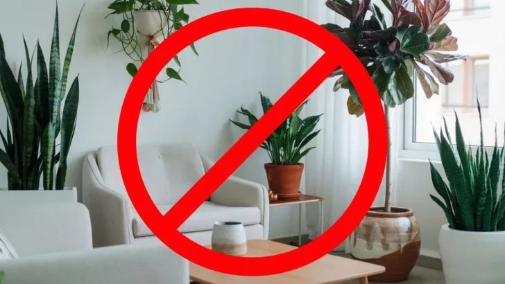 8 Places Indoors Where You Should Never Keep Plants – Two Are Quite Unexpected