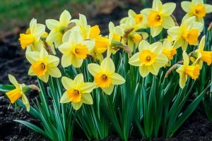 6 Reasons to Plant Daffodils in Your Garden This Fall