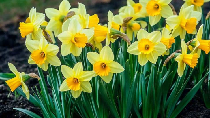 6 Reasons to Plant Daffodils in Your Garden This Fall