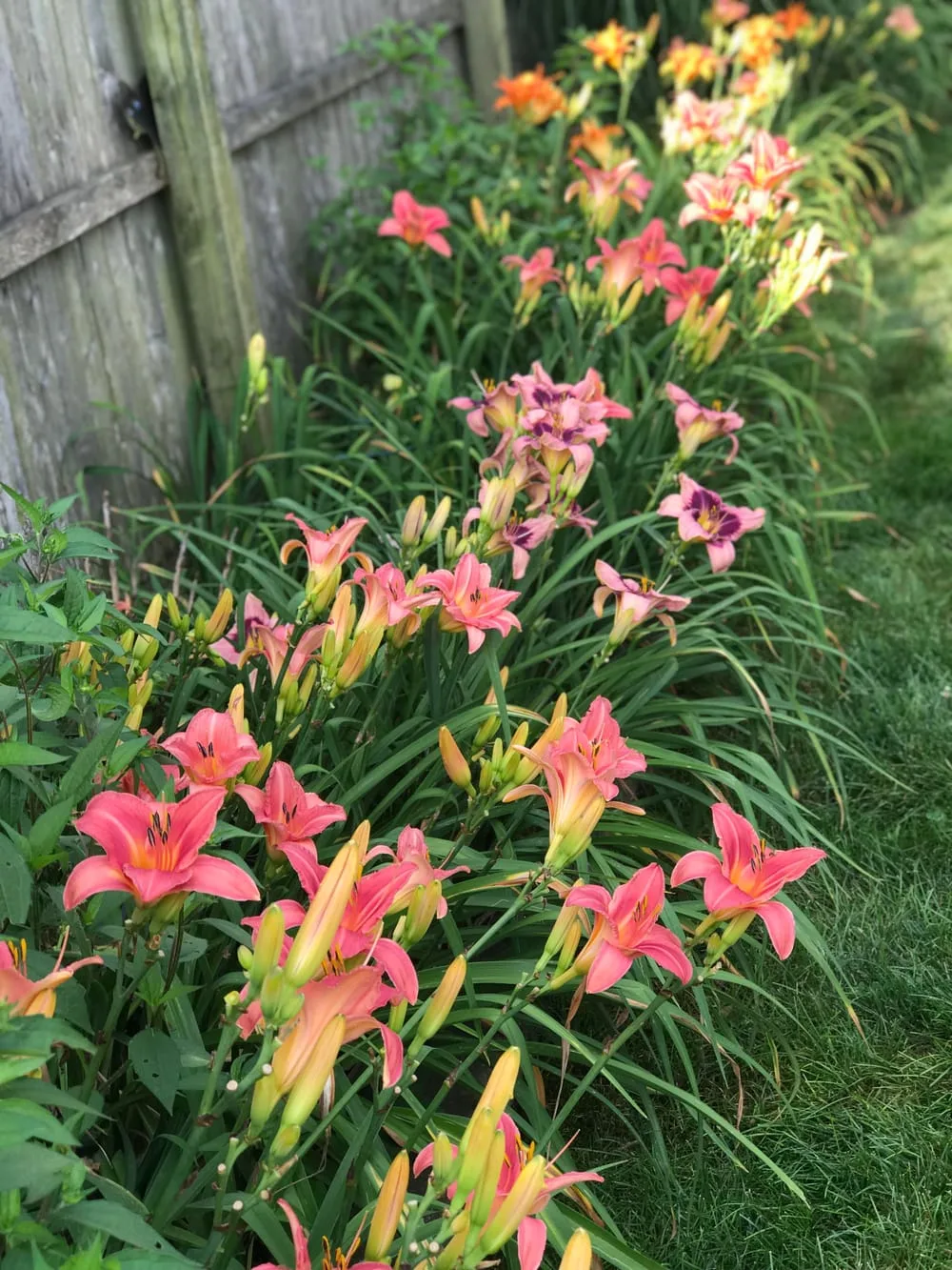 6 months from today I will be gazing at my favorite daylilies again. :  r/gardening