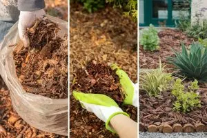 7 Benefits of Adding Mulch Around Your Plants