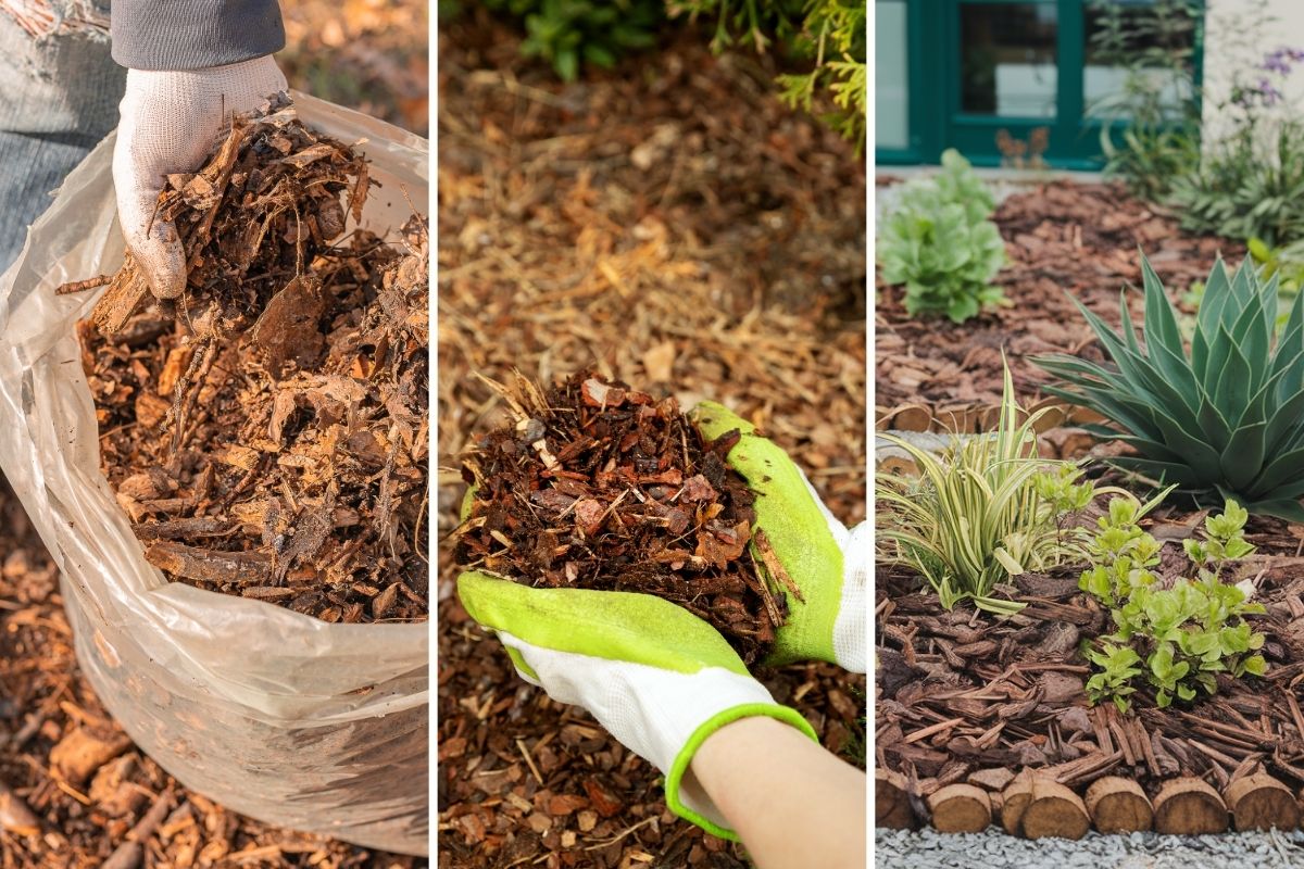 7 Benefits of Adding Mulch Around Your Plants