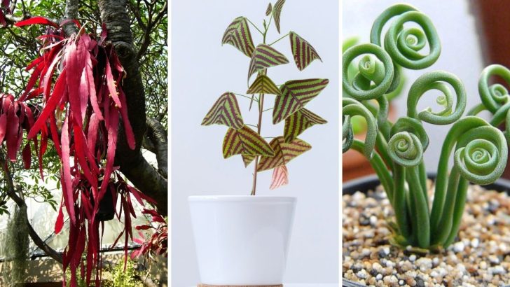 7 Exotic Houseplants You’ve Never Heard Of