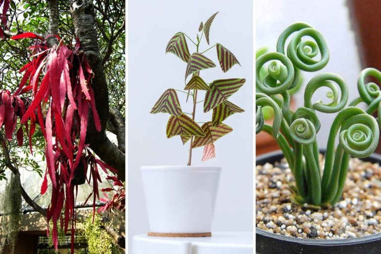7 Exotic Houseplants You’ve Never Heard Of