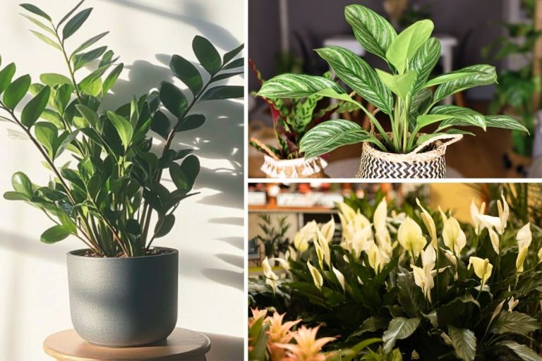 7 Indoor Plants to Keep Your Home Cozy in Cooler Weather
