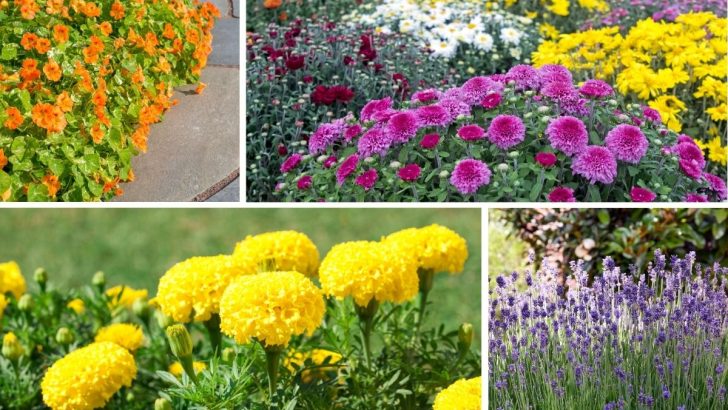 7 Plants That Offer Natural Pest Control for a Healthier Garden