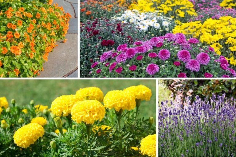 7 Plants That Offer Natural Pest Control for a Healthier Garden