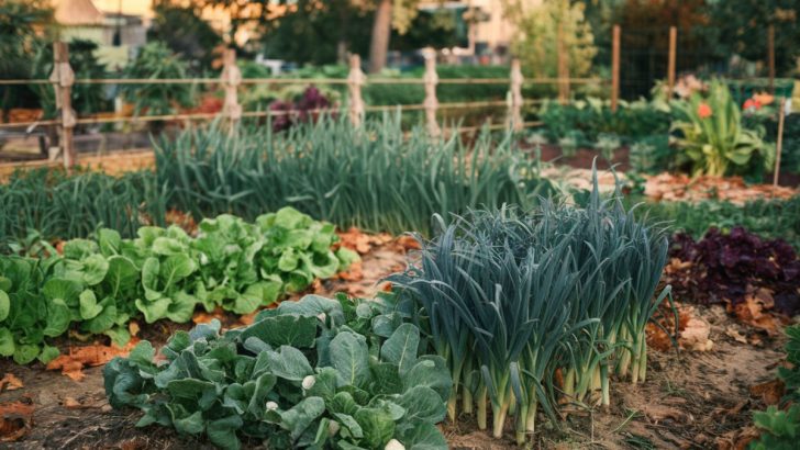 7 Vegetables to Plant in November for an Extended Harvest