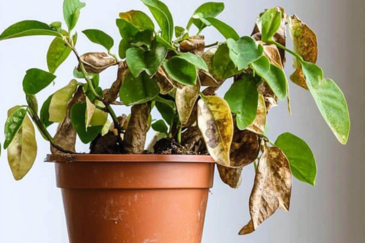 7 Ways to Tell if Your Houseplant is Unhappy and What to Do