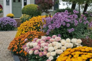 8 Fall-Blooming Beauties to Make Your Front Yard Stand Out