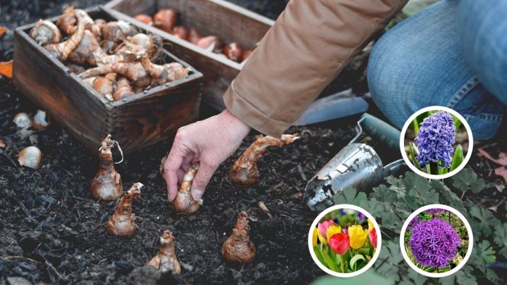 8 Fall Bulbs to Plant Now for a Spectacular Spring Garden