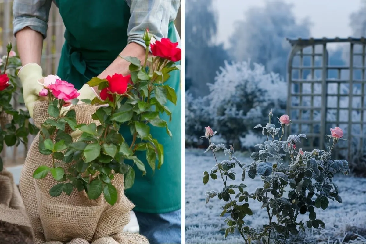 8 Steps to Winterize Your Rose Bushes for Better Blooms Next Year