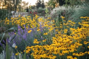 8 Stunning Perennials to Plant This Fall for a Beautiful Garden Next Year