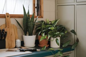 9 Gorgeous Houseplants That Will Flourish in Your Kitchen