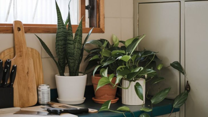 9 Gorgeous Houseplants That Will Flourish in Your Kitchen