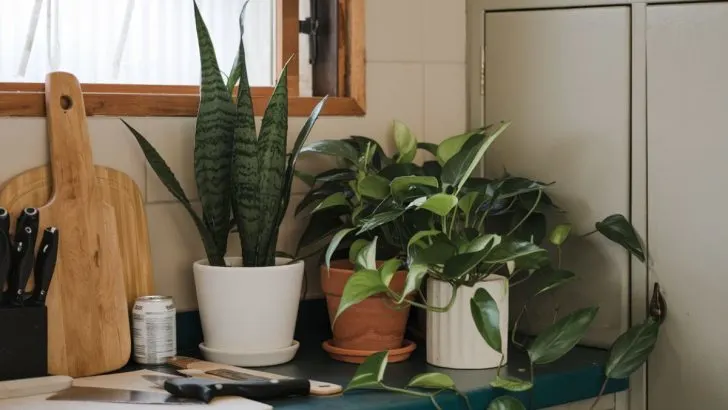 9 Gorgeous Houseplants That Will Flourish in Your Kitchen