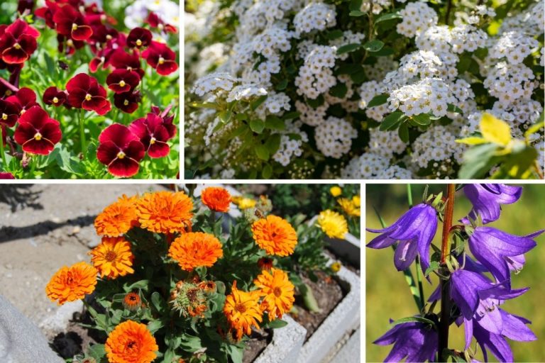 9 Hardy Annuals That Bounce Back from Frost