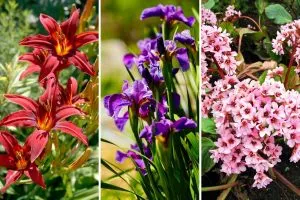 9 Perennials That Will Survive Even the Harshest Winters