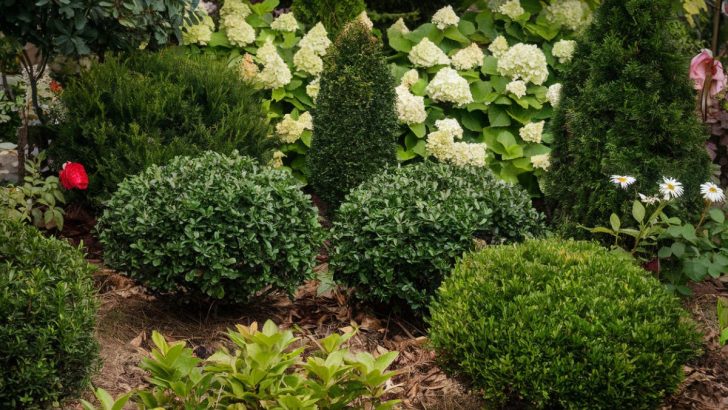 9 Shrubs That Will Keep Your Garden Looking Amazing with Little Work