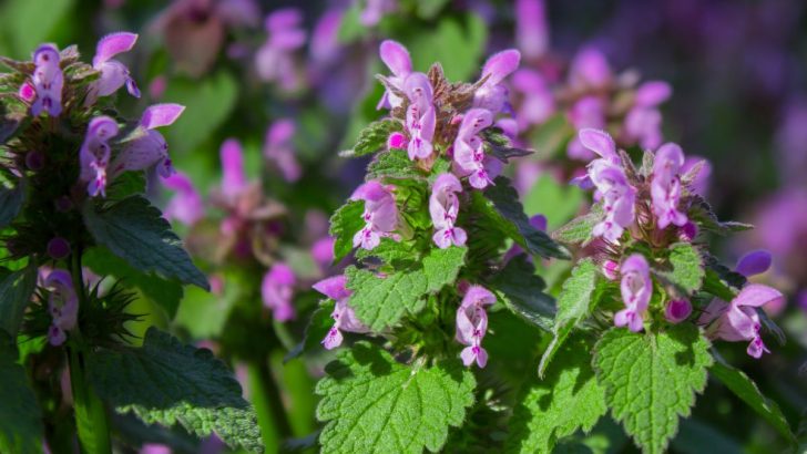 A Versatile Purple Ground Cover for Both Sun and Shade