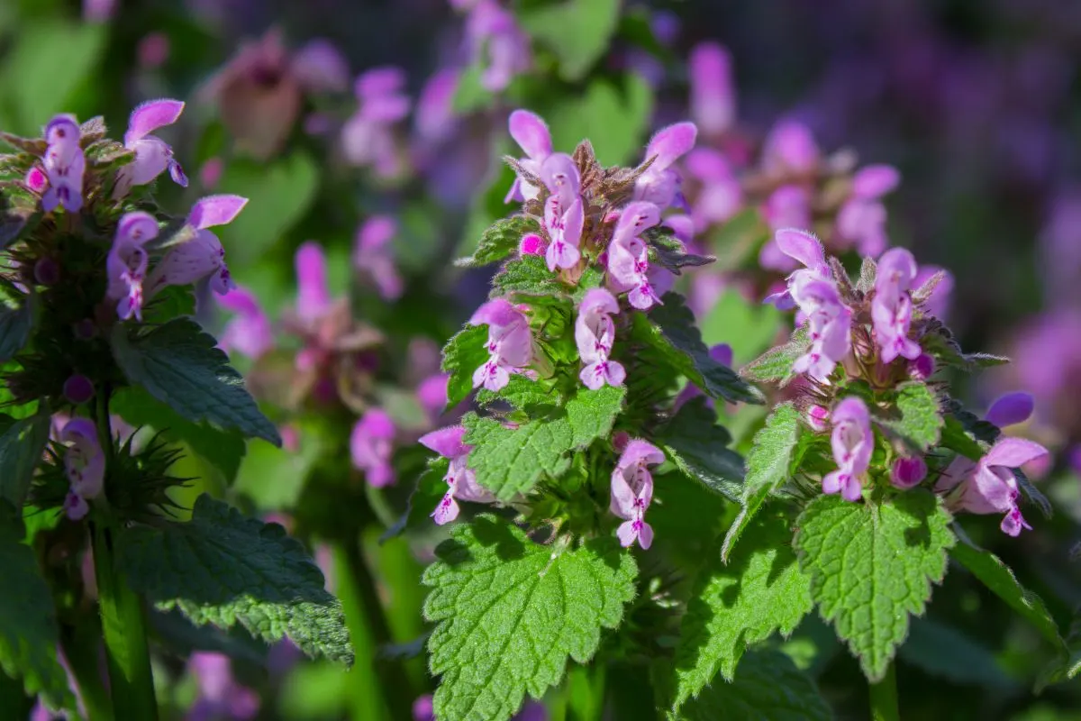 A Versatile Purple Ground Cover for Both Sun and Shade