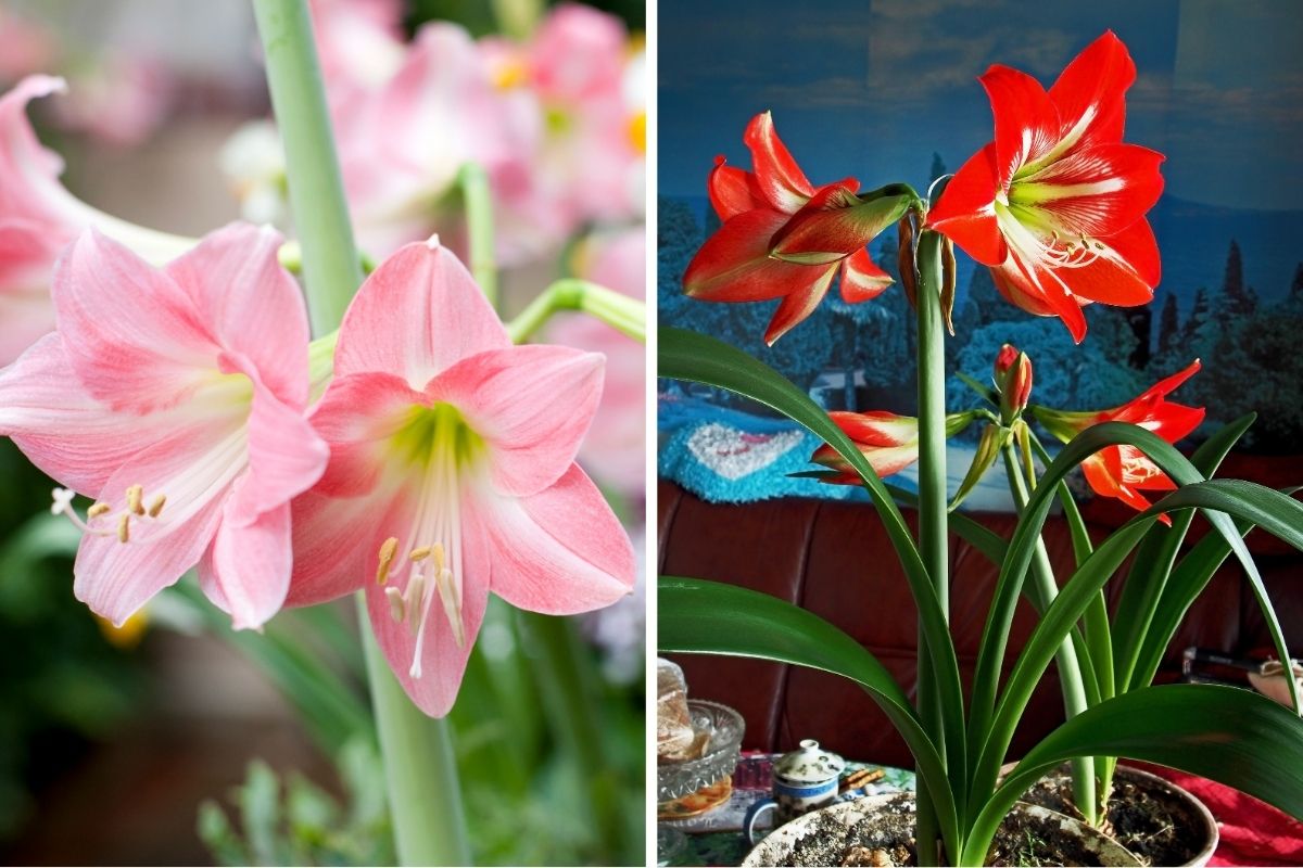 Amaryllis (Hippeastrum spp.)