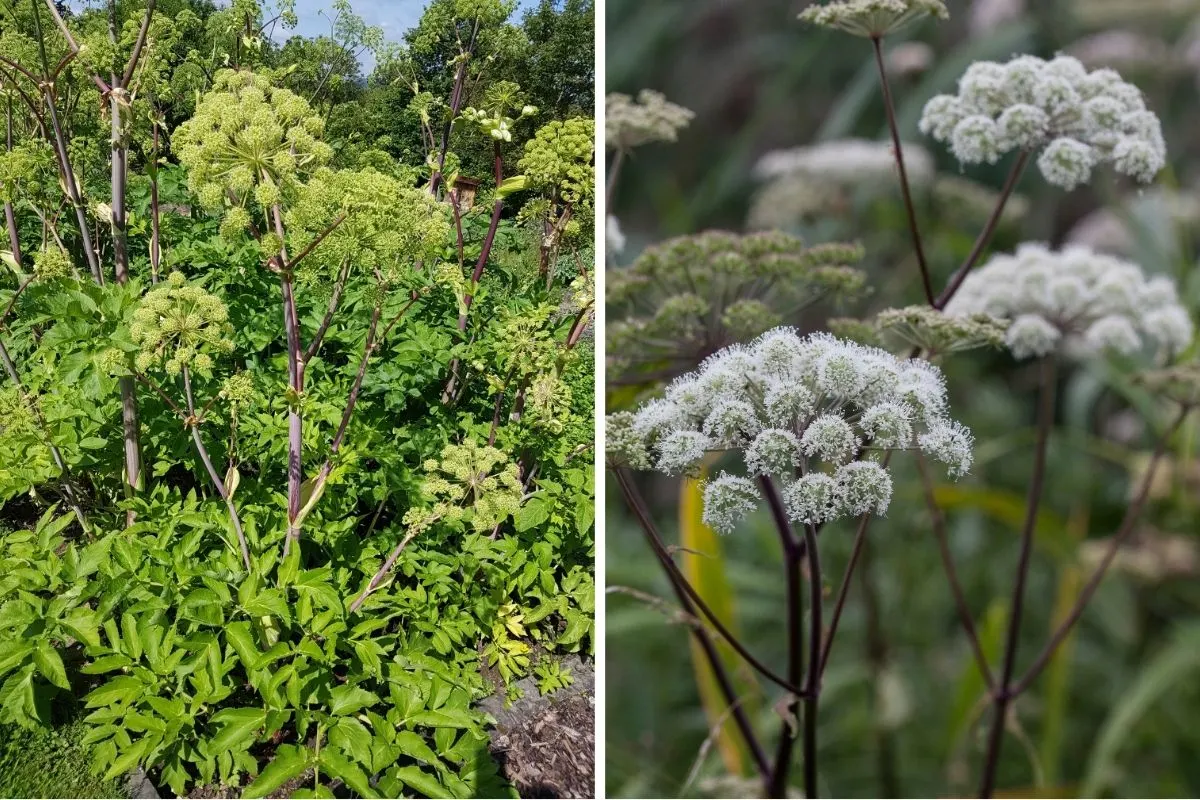 Angelica (Angelica archangelica)