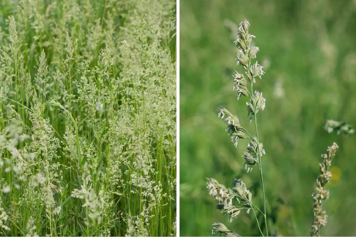 Annual Bluegrass (Poa Annua)