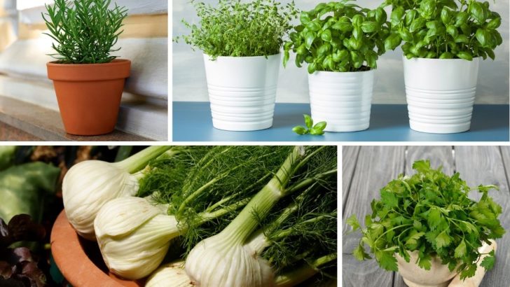 Avoid Growing These 7 Herbs Inside Your Home