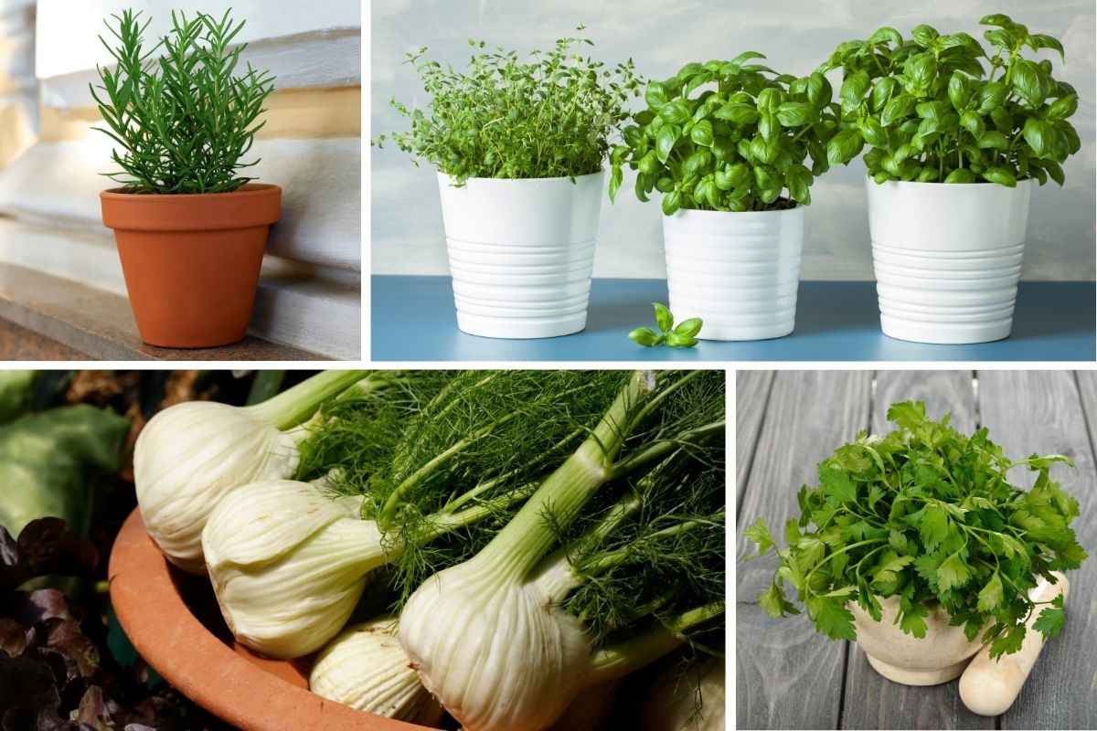 Avoid Growing These 7 Herbs Inside Your Home