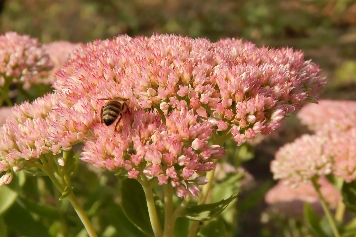 Bee on Sedum